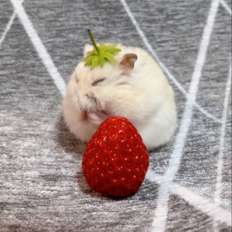 こむぎちゃん