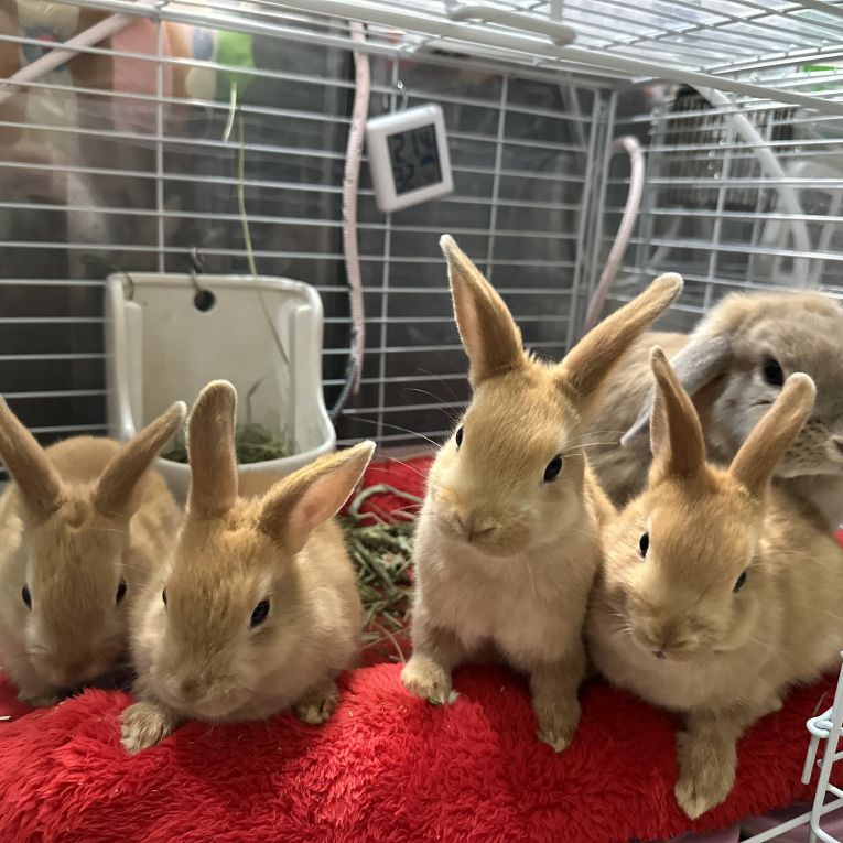 シナモン、シュガー、ミルク、ココア、チュロスちゃん