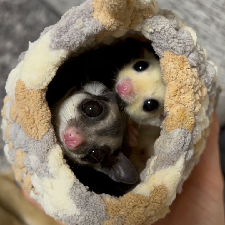 はれ&あめちゃん