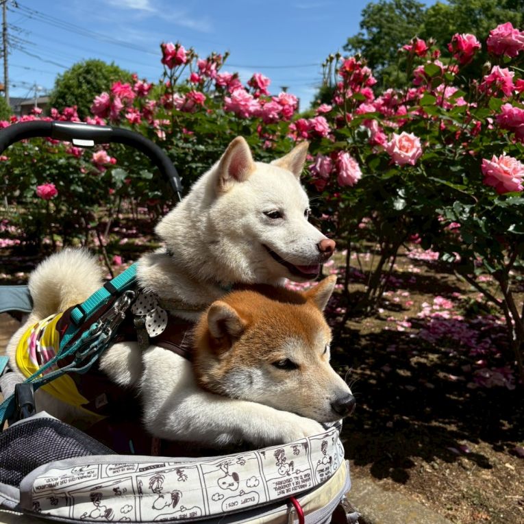 ぷにお、ぺこちゃん