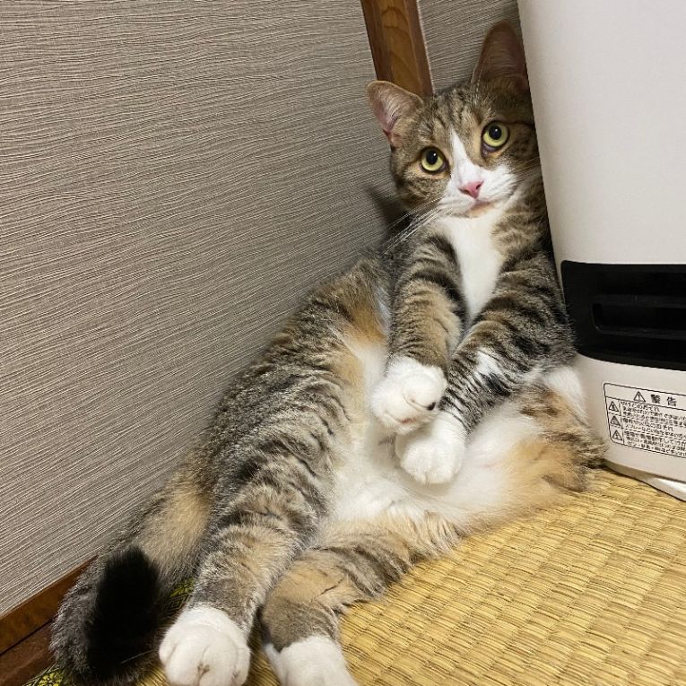 ゆきちちゃん