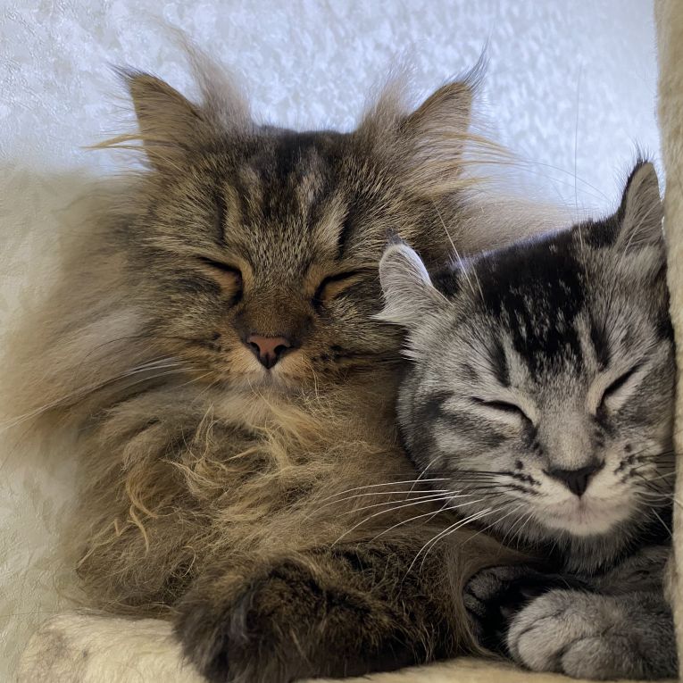 がお、ちゅにちゃん