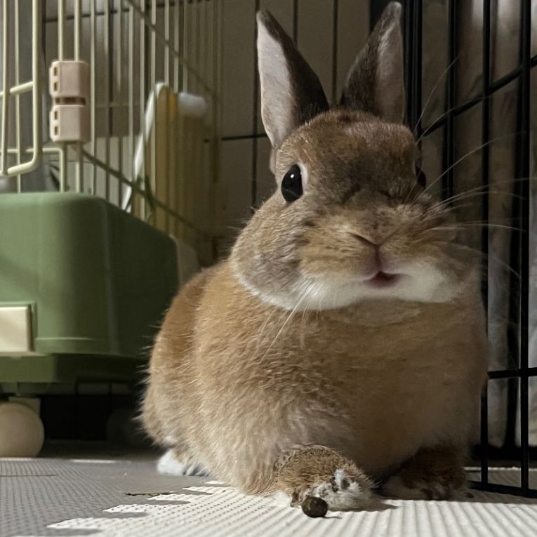 山本・KF・きなこまるちゃん