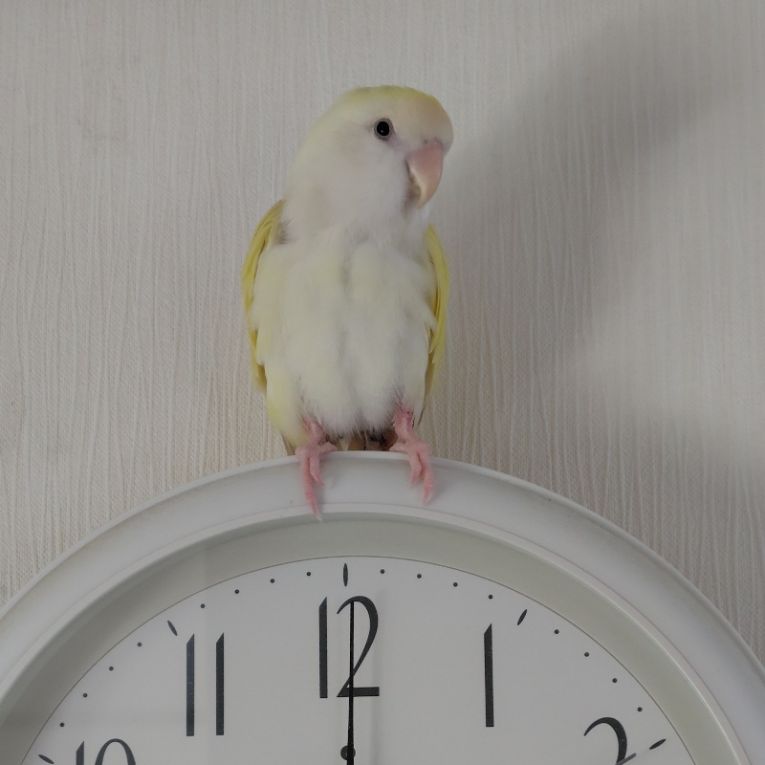 きなこちゃん