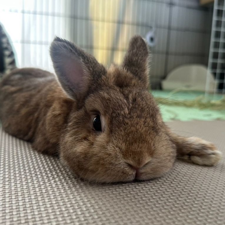 こむぎこちゃん