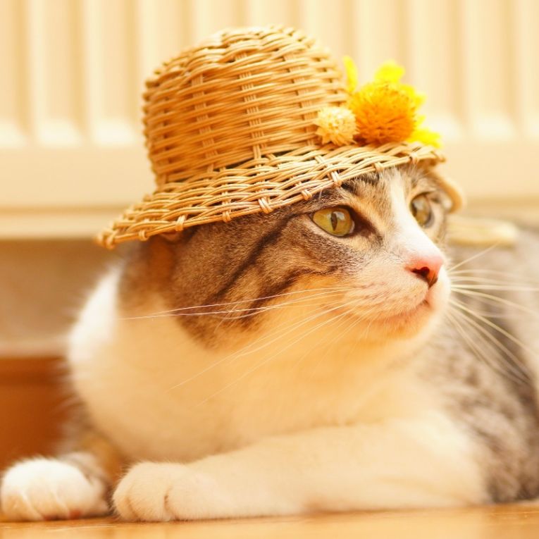 しょうがちゃん