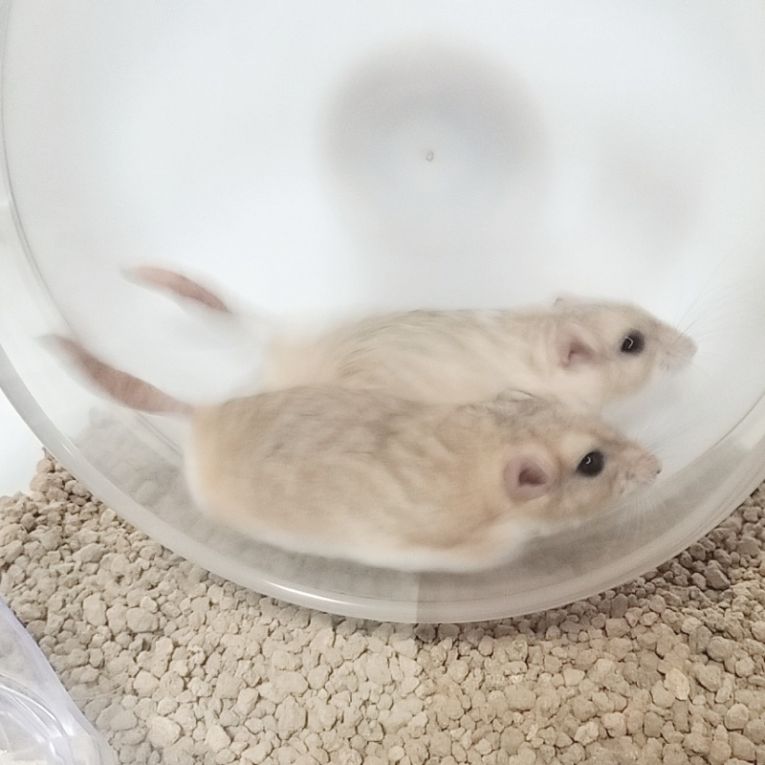 芭蕉＆白萩ちゃん