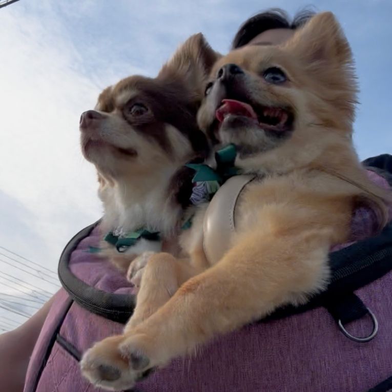 るぽ & ぴのちゃん