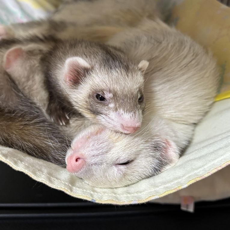 ハニー、牛吉ちゃん