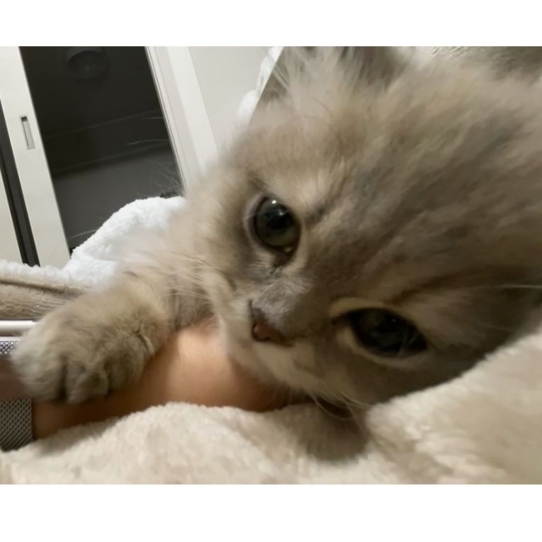 もこちゃん