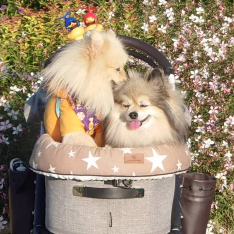 コロンとシフォンちゃん