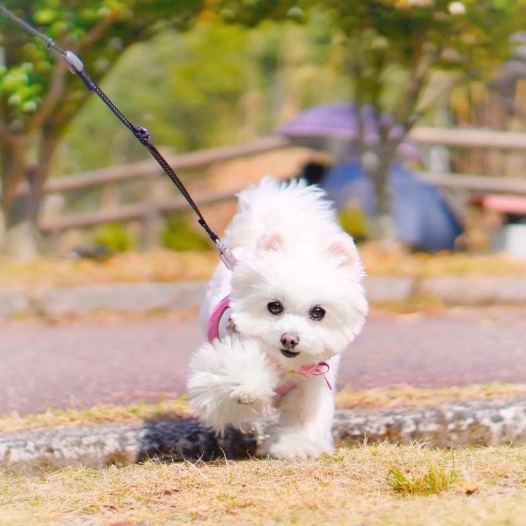 しふぉんちゃん