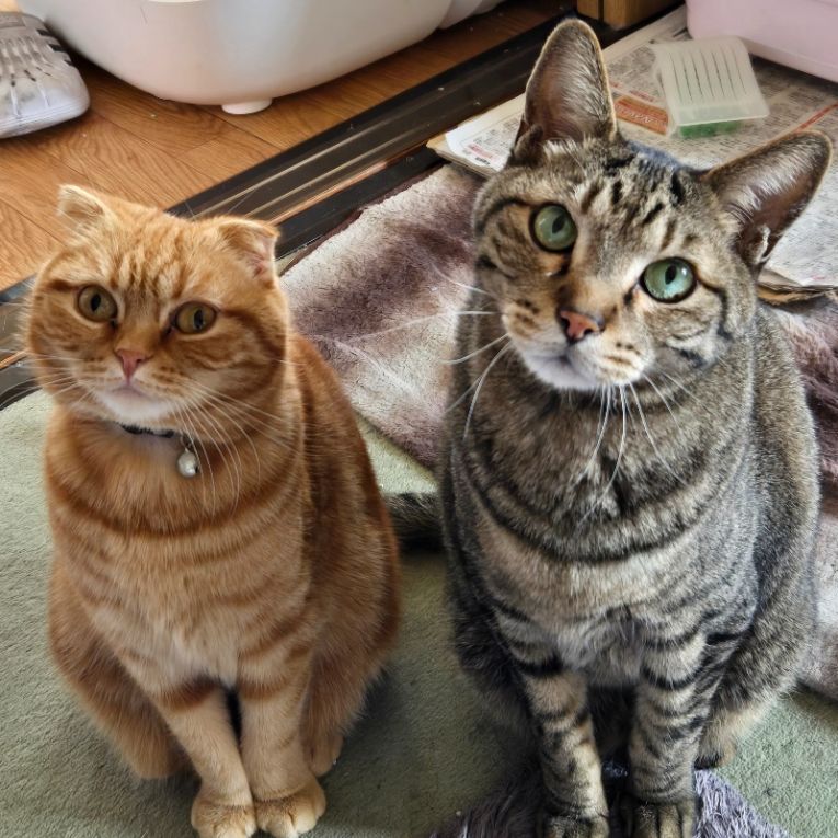 ムスカ大佐とテトちゃん