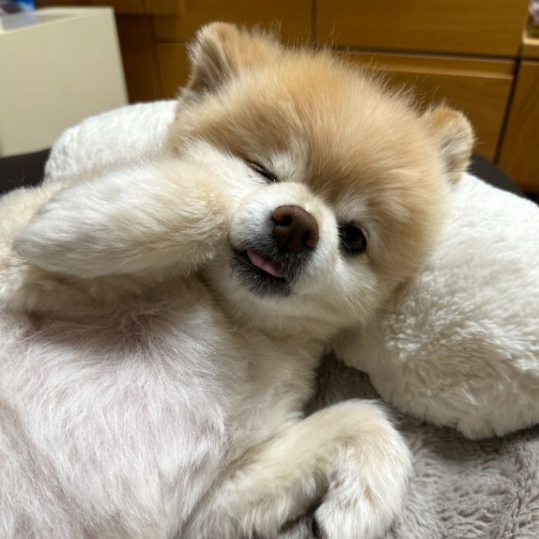 ブーボちゃん