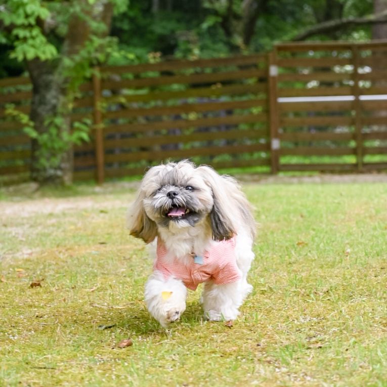 ルークちゃん