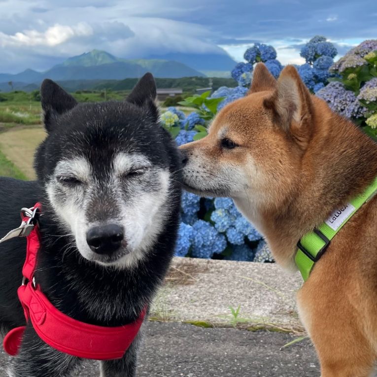 ふう太と梨太ちゃん