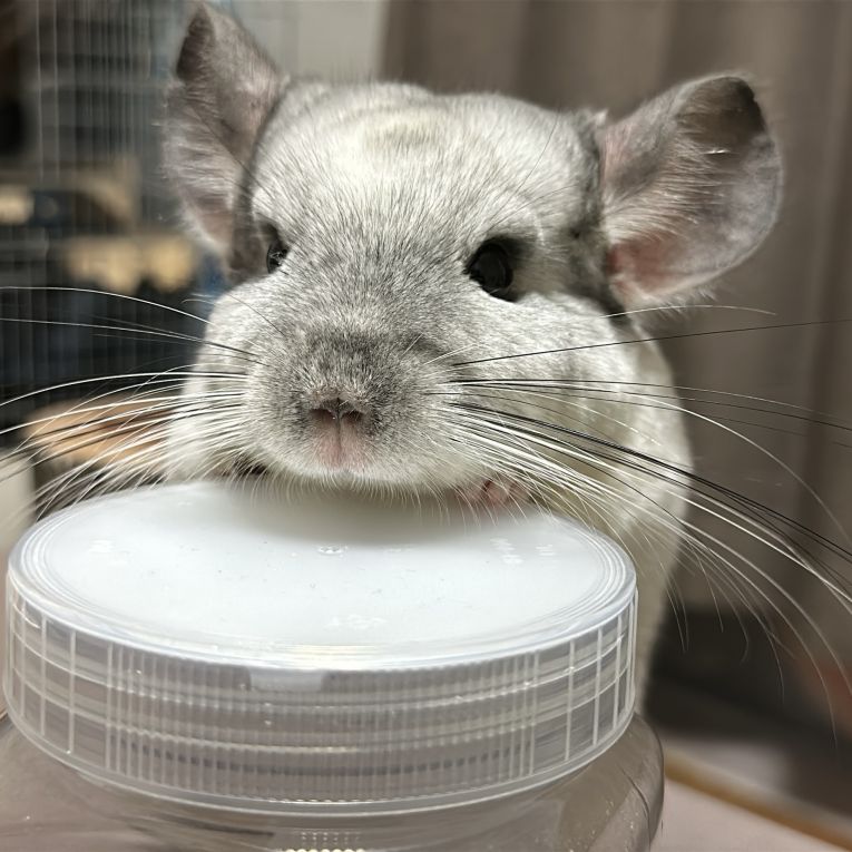 ごまちゃん