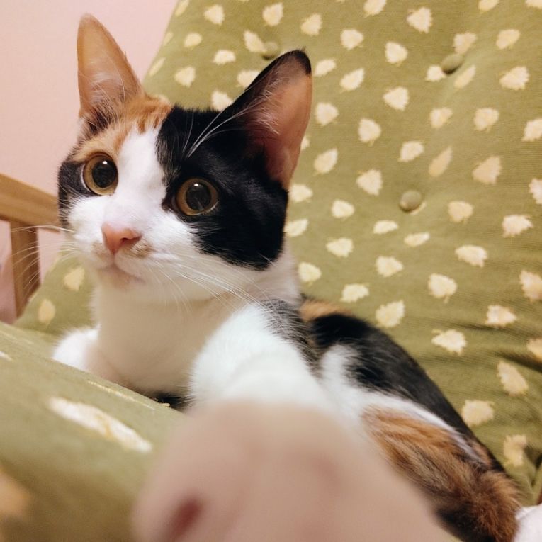 猫猫ちゃん
