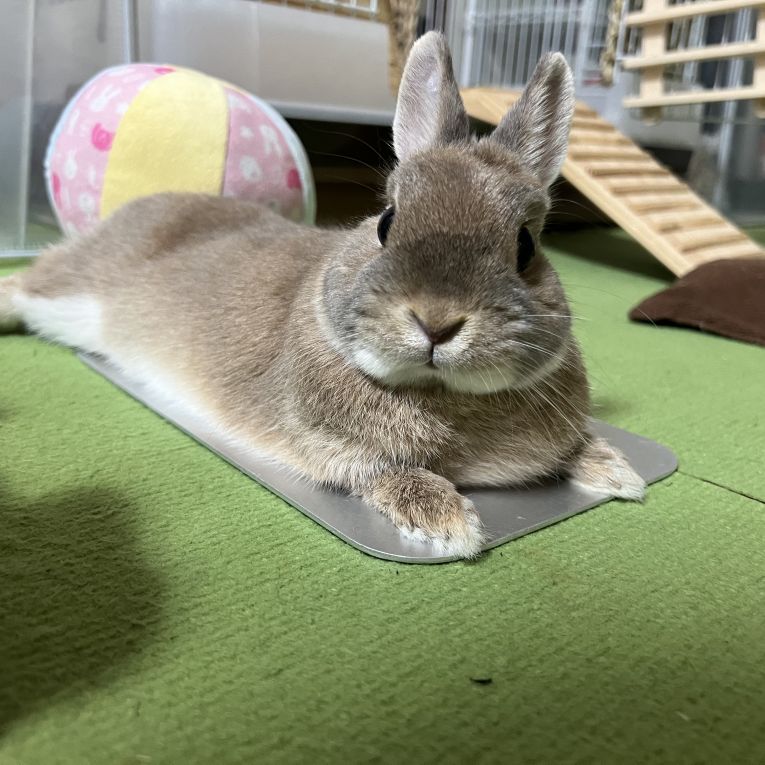こたちゃん