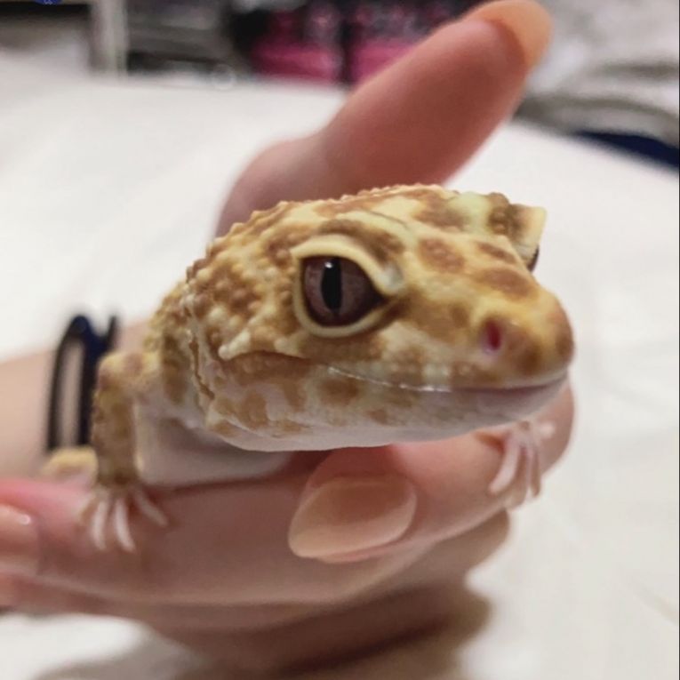 はなちゃん