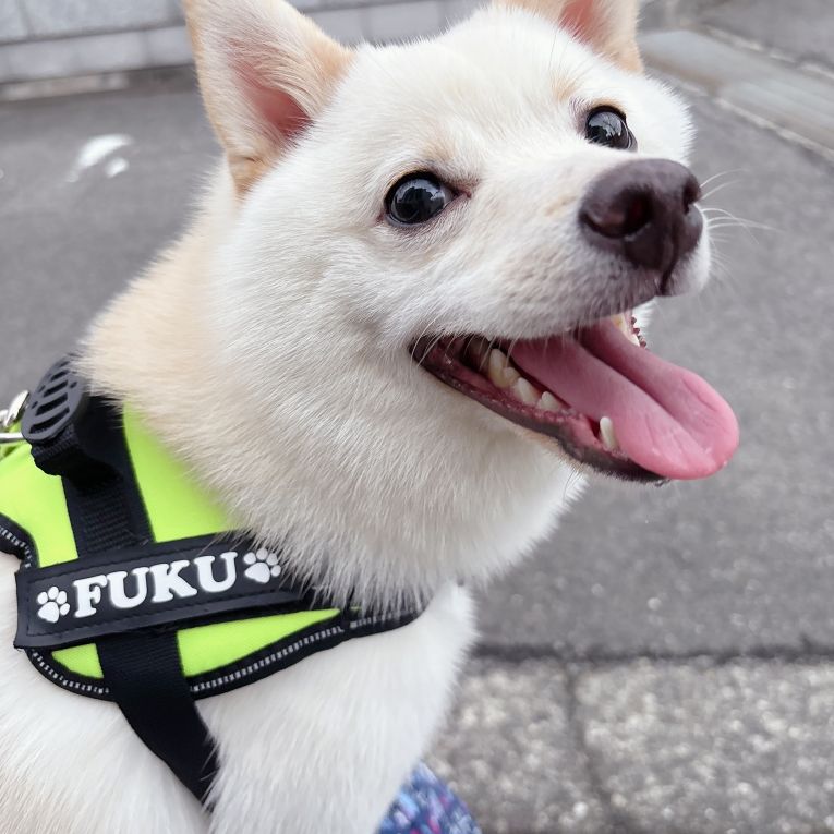ふくちゃん