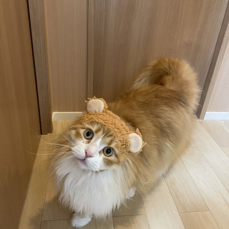 ノワちゃん