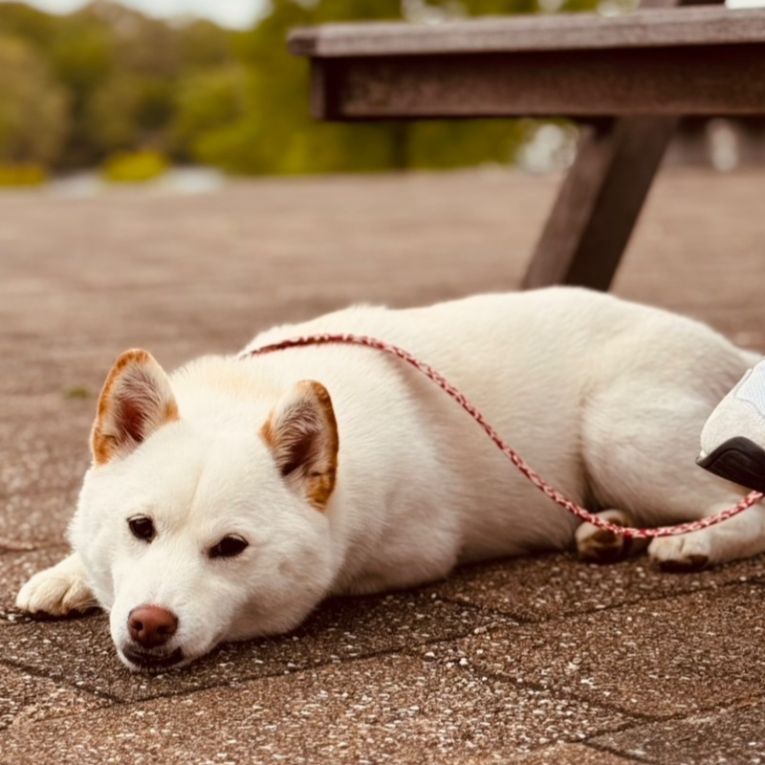 めめちゃん