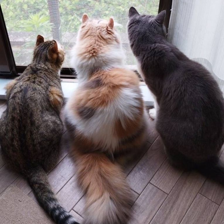 チュチュ・かのん・つくしちゃん