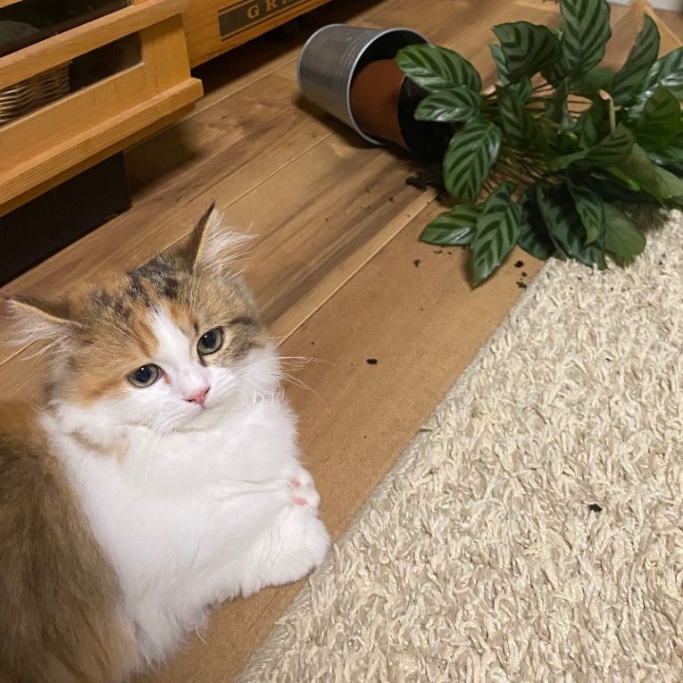 てとちゃん