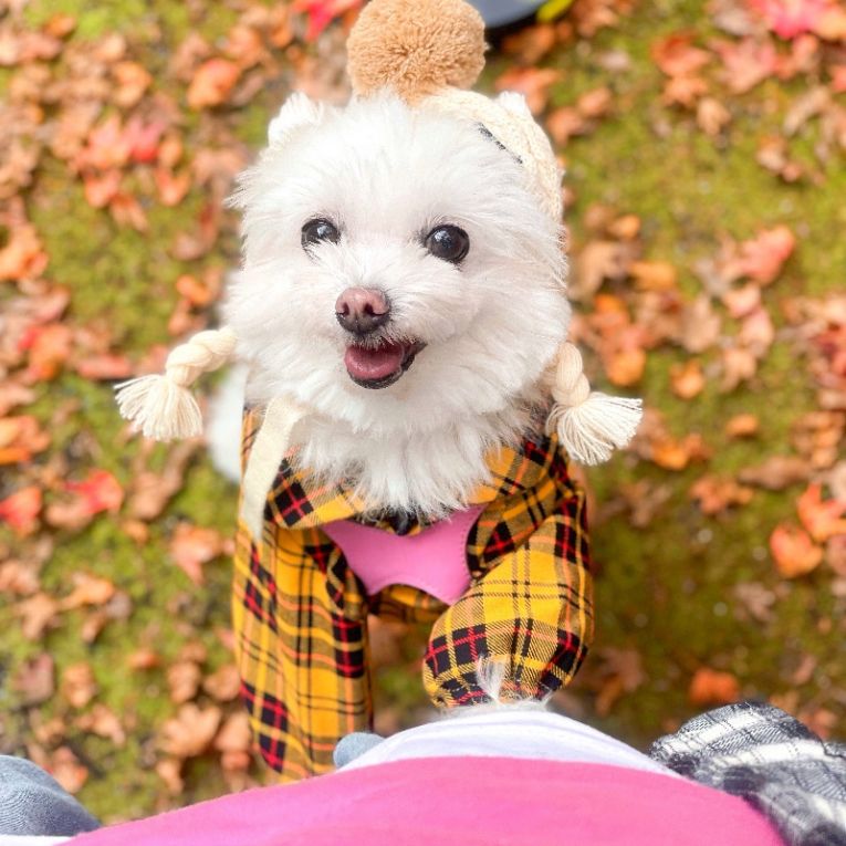 しふぉんちゃん