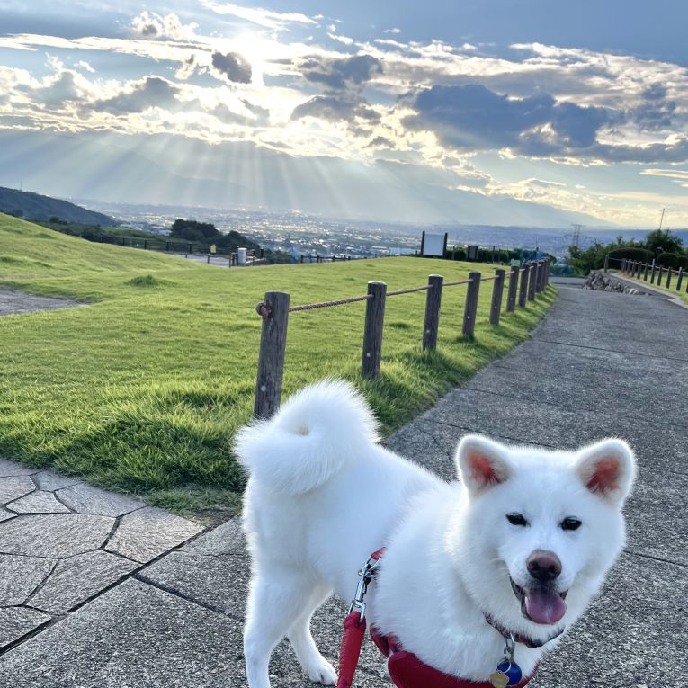 いちごちゃん