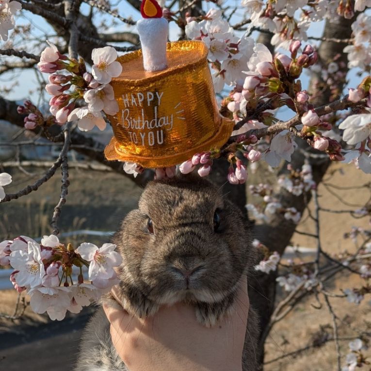 れもんちゃん