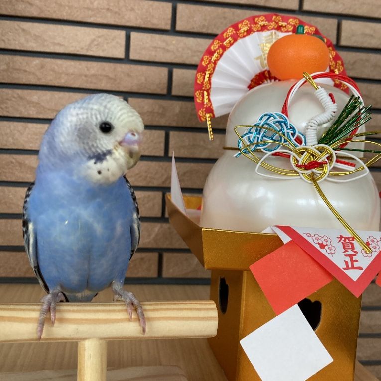 ノエルちゃん