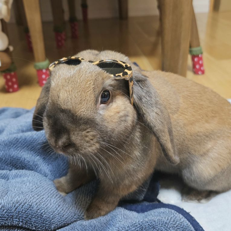 ちょこびちゃん