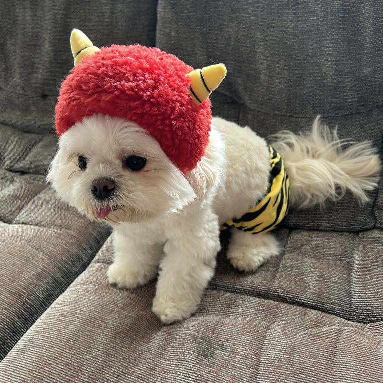 シャーロットちゃん