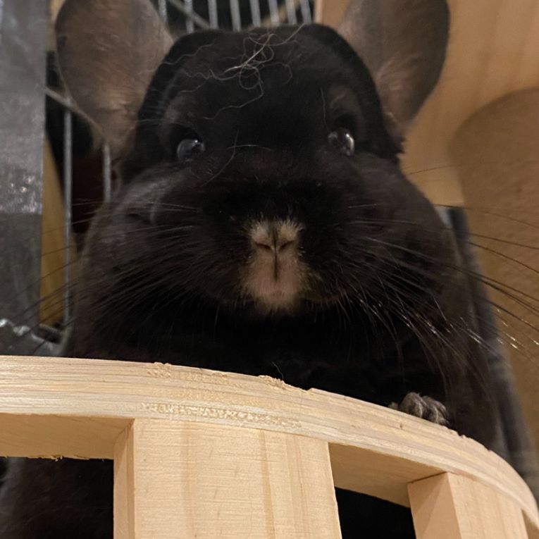 ふくまるちゃん