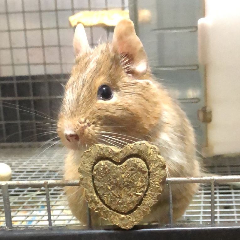 デグンネちゃん