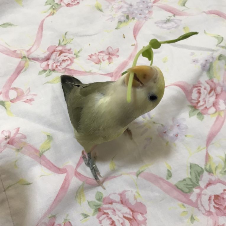 ヴェルデちゃん