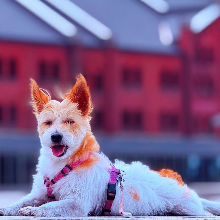 しぃたけちゃん