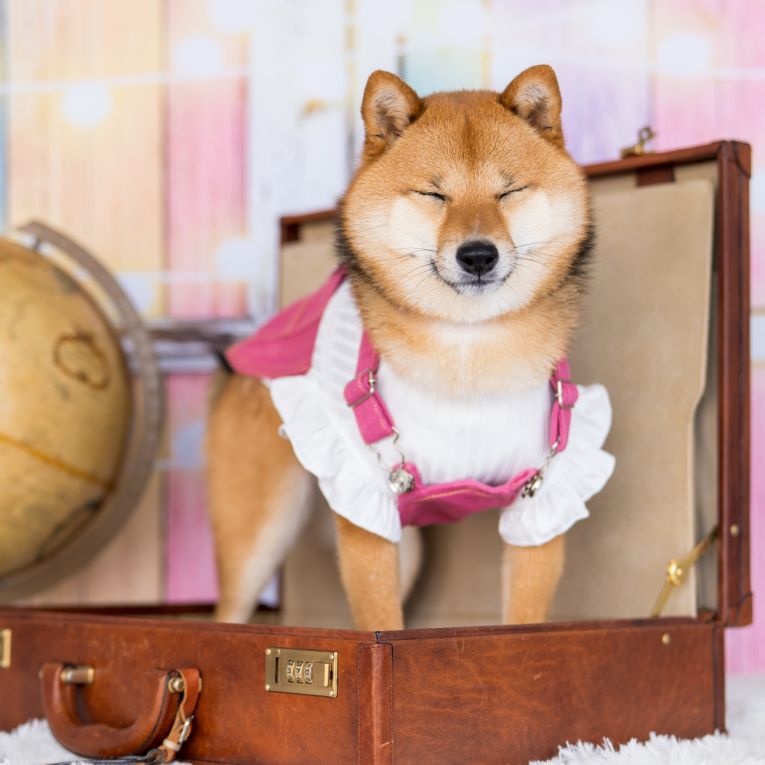 ビビちゃん