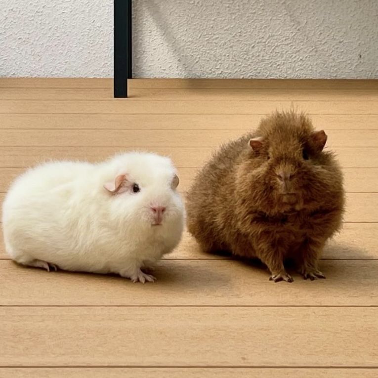 ジャッキー&レタラちゃん