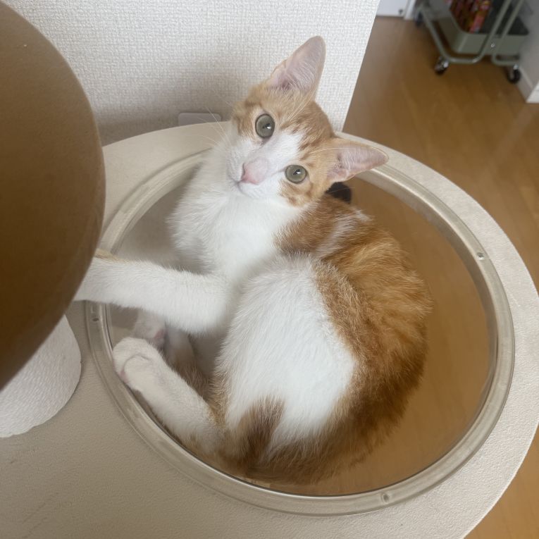 はっさくちゃん