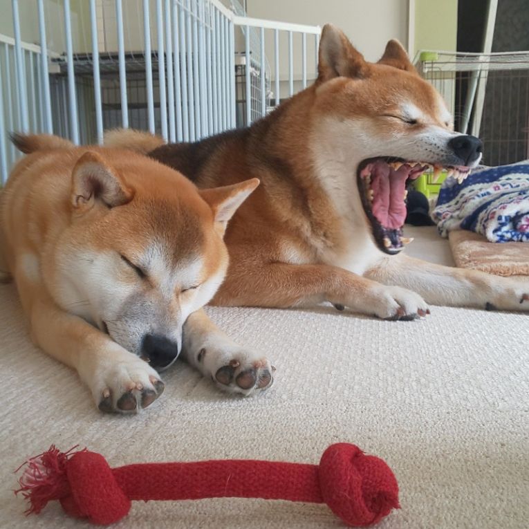 元気&きなこちゃん