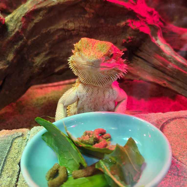マックちゃん