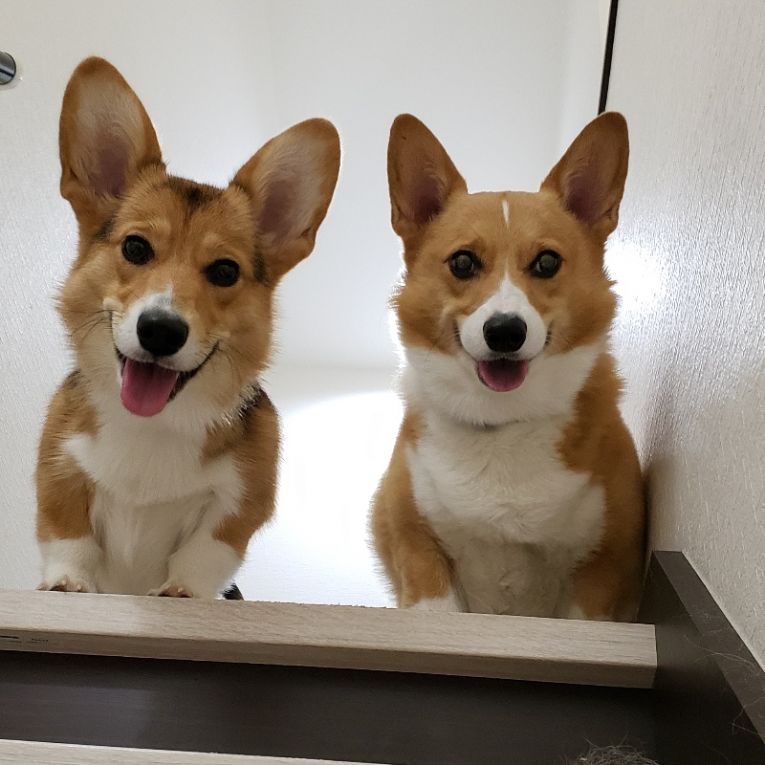 ねぎま＆ソラちゃん