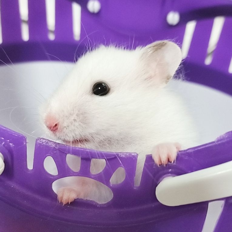 でぃんぶらちゃん