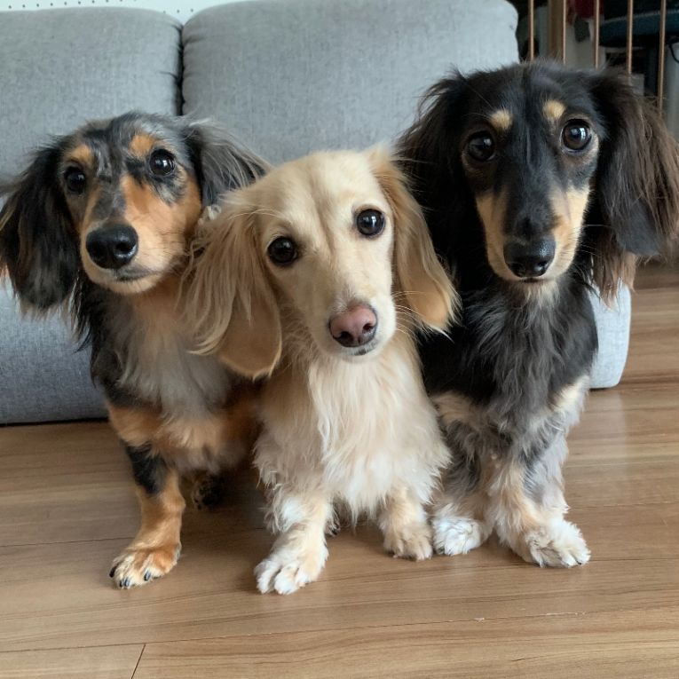 バジル・プラム・ライムちゃん