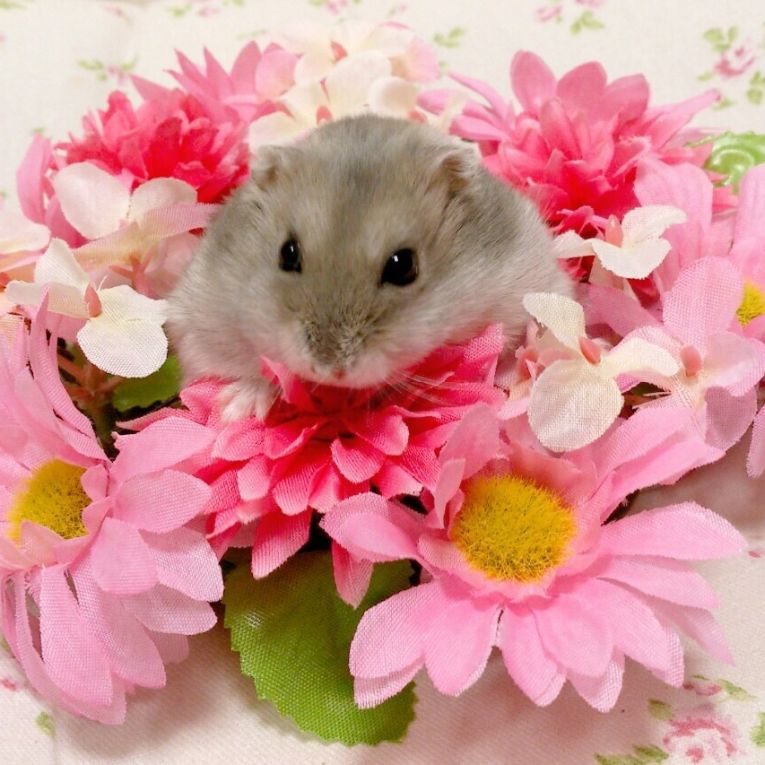 もこちゃん