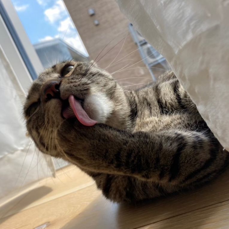 もなかちゃん