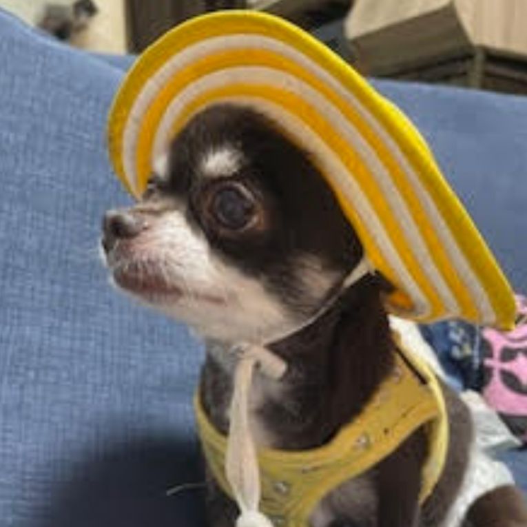 チロルちゃん